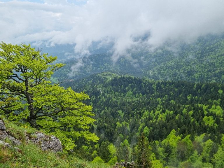 Staze za šetnju Jahorina